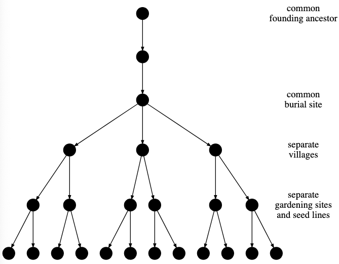 A directed graph of circular nodes branching from a common ancestor, depicting the ordering of social functions among segments of a matrilineage.